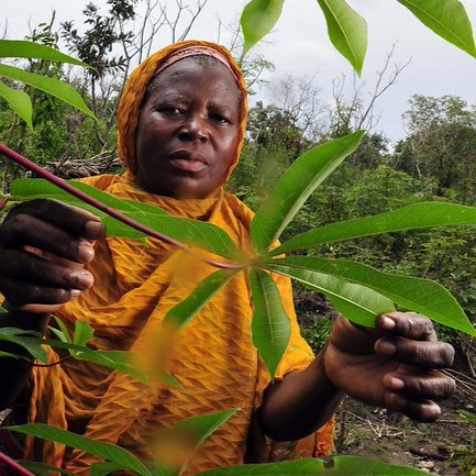 A cassava farmer in Ghana's Northern Region. Photo courtesy of the Alliance of Bioversity International and CIAT, licensed as CC BY-NC-SA 2.0, via Flickr.