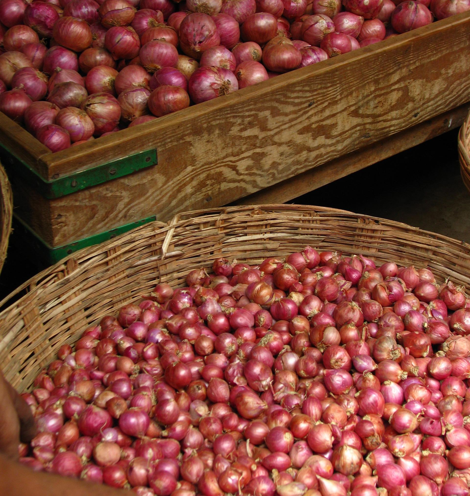 Photo: Vibrant heaps of fresh onions in India's Koyambedu Market, glistening under soft sunlight, symbolize both the agricultural richness of India and the challenges faced by farmers in a volatile market. Photo by McKay Savage, under CC BY 2.0 license (cropped in this use).