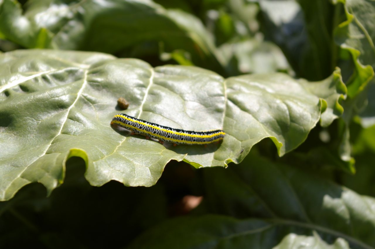 Caterpillar on a leaf from the Northwest College Agriculture flickr account. 