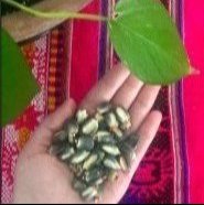 Photo of maíz willkaparu by Karen Crespo Triveño, from the article.