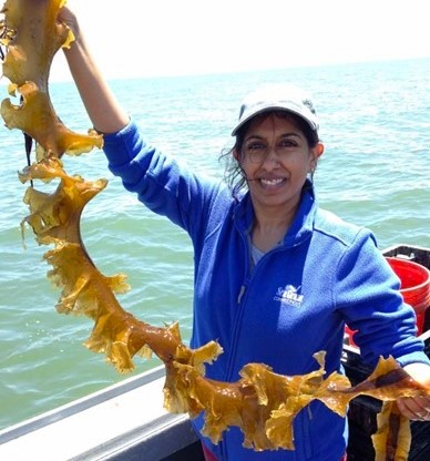 Photo of Anoushka Concepcion, the Connecticut Sea Grant and UConn Extension educator, holds wild sugar kelp while on a boat in Long Island Sound. Photo provided by the authors.