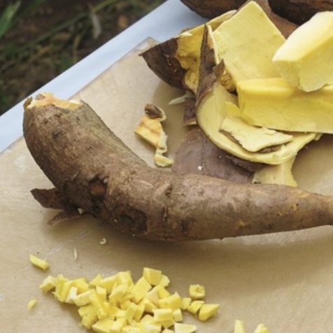 Photo: A Vitamin A cassava, Nigeria. Vitamin A cassava is yellow in color compared to the less nutritious varieties, which are white. Photo by HarvestPlus and used under CC license