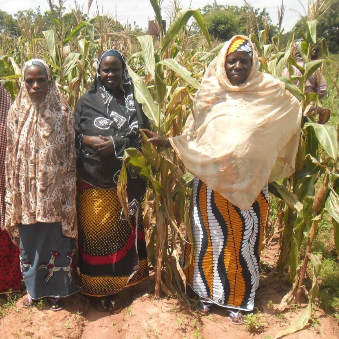 Photo of women farmers with maize in Nigeria. Photo by Flickr user IITA.