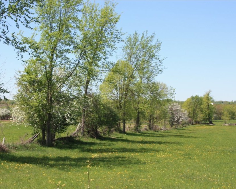 Wild apple trees in bloom along a fence
