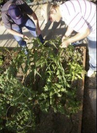 Two students look after a tall vegetable plant 