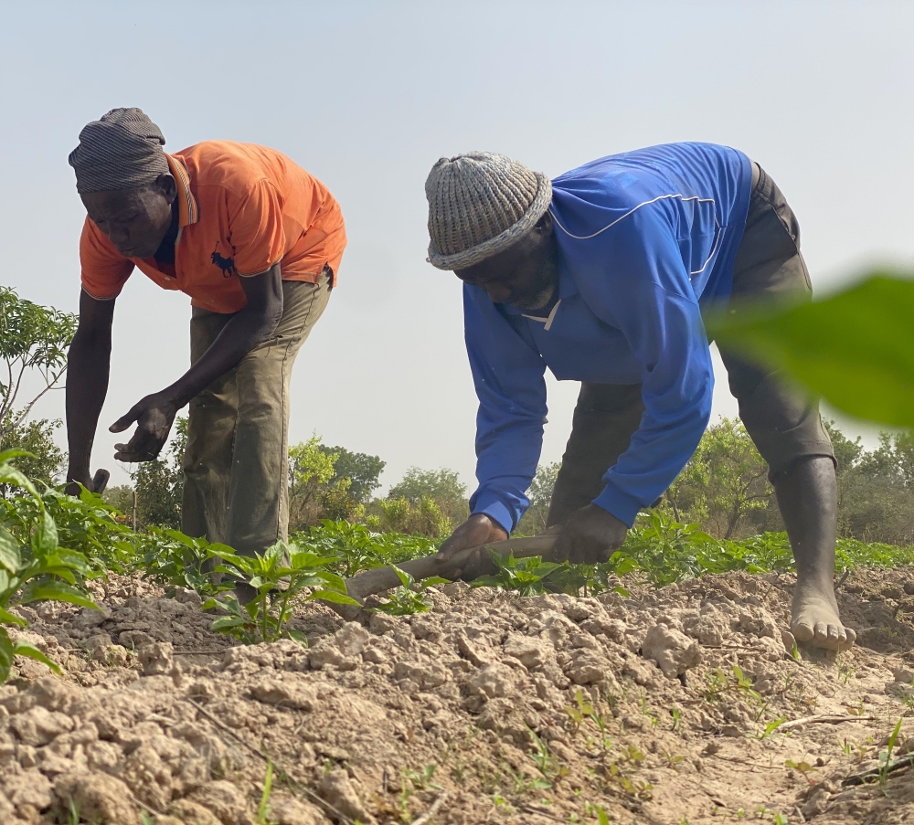 Smallholder farmers working in a field in northern Ghana; photo provided by the authors.