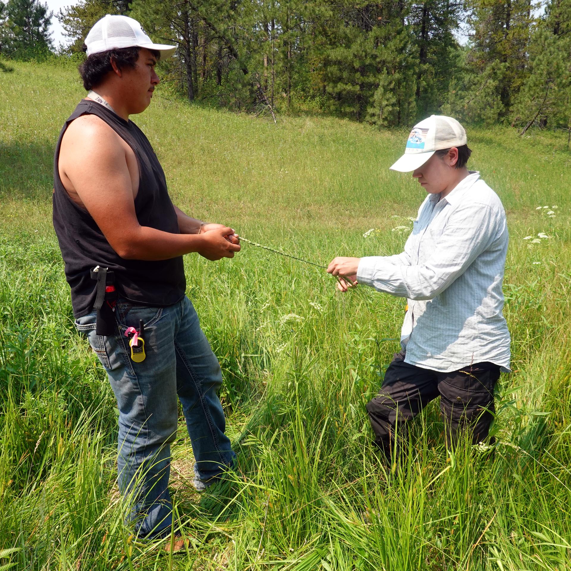 Indigenous field technicians Monroe Fox and Tyrus Brockie braid sweetgrass during the BLM/Fort Belknap Indian Community Grassland Restoration Project led by Cristina Eisenberg. From the Oregon State University Flickr. 