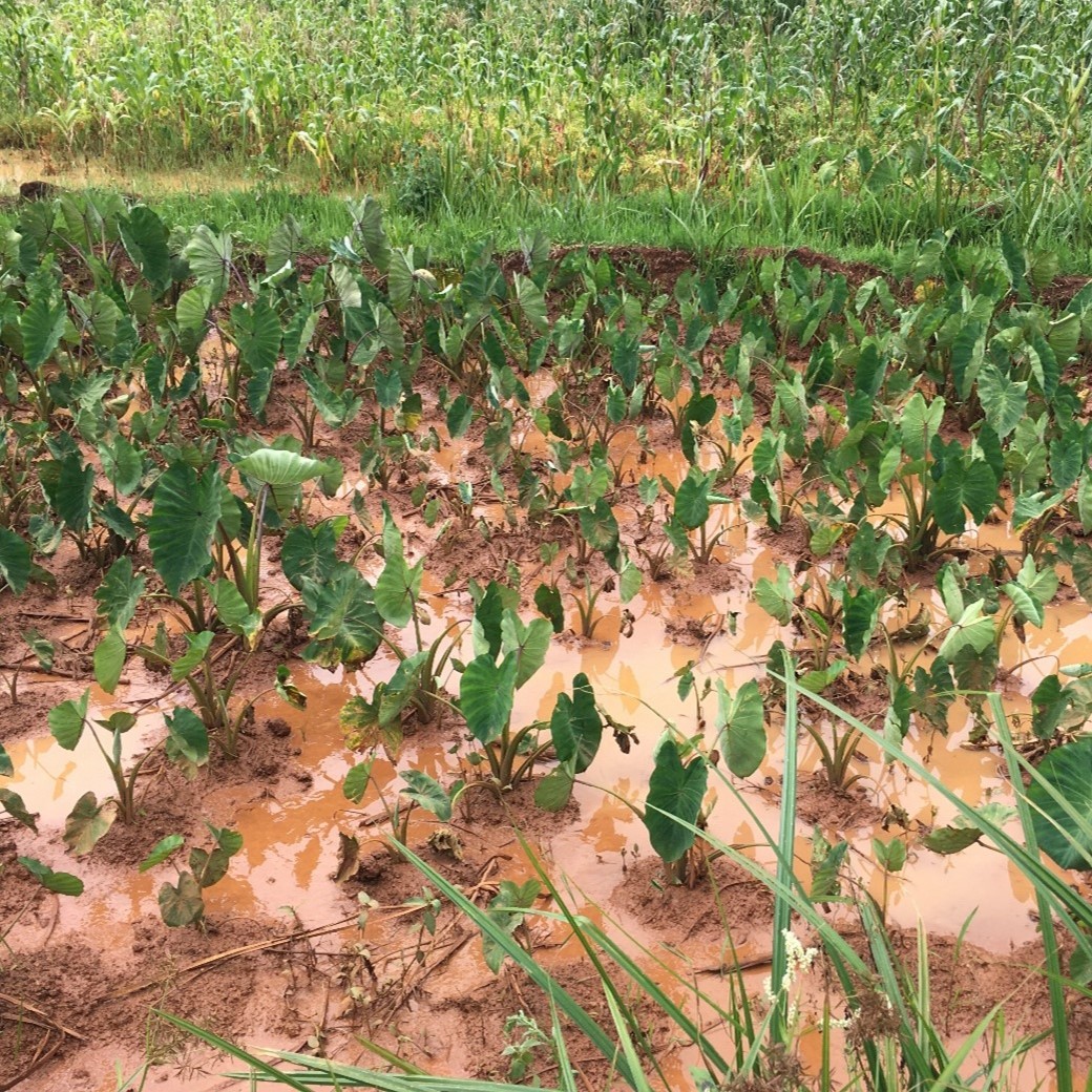 A flooded taro and maize plot in the Kiko marshland in the Democratic Republic of Congo. Photo by Arsene Mushagalusa Balasha, 2021.