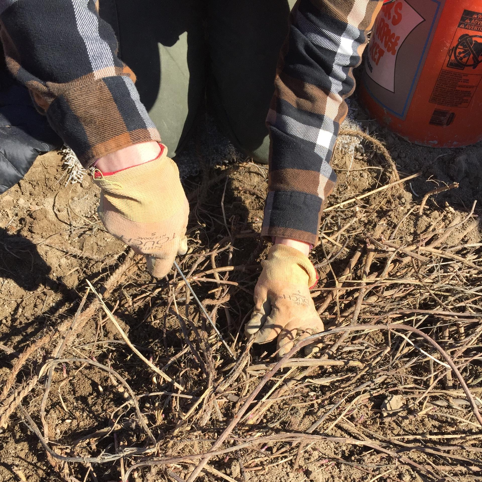 A temporary farmworker plants crops in Idaho. Photo provided by the authors.