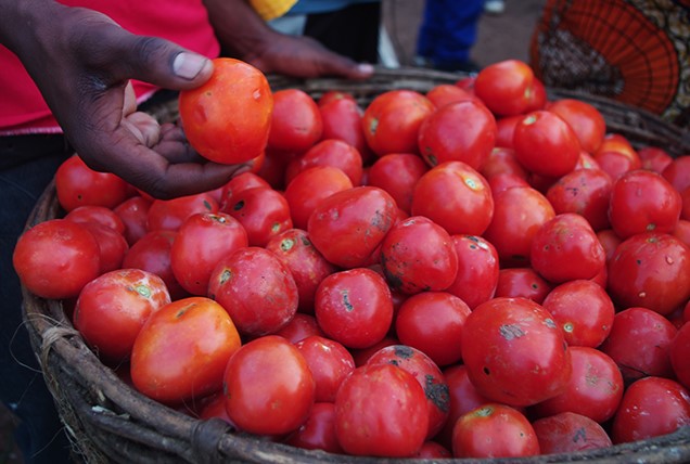 Photo: Tomatoes at market in Nigeria; photo from the Horticulture Innovation Lab by Jesse Daystar.
