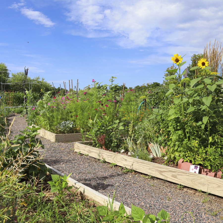 Photo of a community garden with pebble paths and sunflowers; photo by Denver Urban Gardens