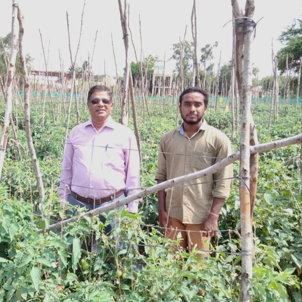 Photo: Author K Raman (at left) with a farmer in a field of organic tomatoes. Photo provided.