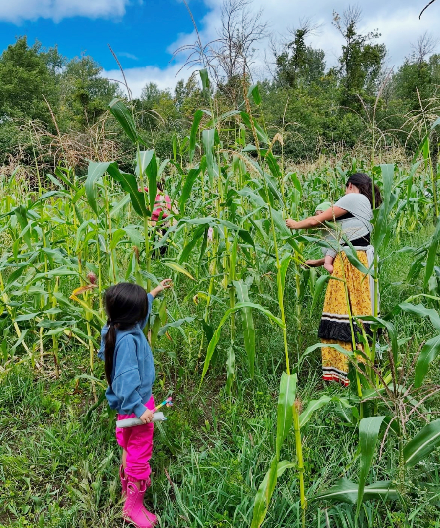Photo: Students of Otsi’náhkwakon harvesting green corn. Photo credit: Otsi’náhkwakon.