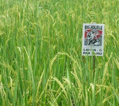 Rojolele Rice thrives. Photo provided by author Joko Suryono. 