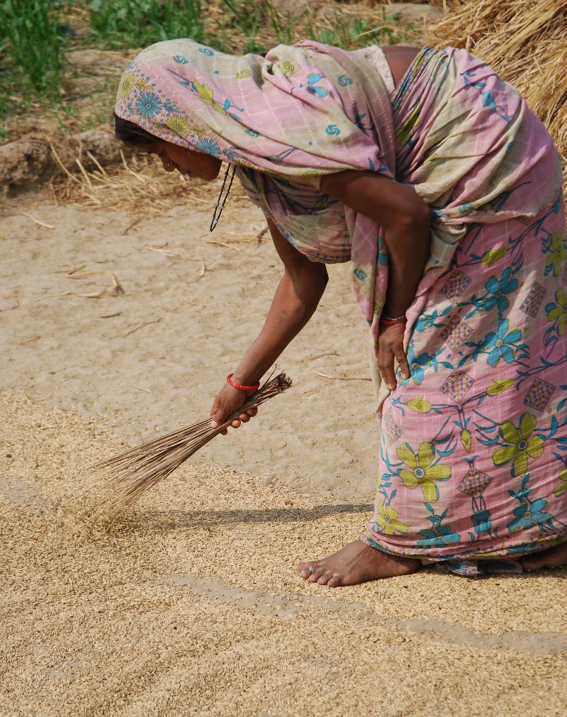 Photo of a woman at work drying wheat grain close to the Pusa site of the Borlaug Institute for South Asia (BISA), in the Indian state of Bihar. Photo credit: M. DeFreese/International Maize and Wheat Improvement Center (CIMMYT); shared via Flickr under CC BY-NC-SA 2.0 license.