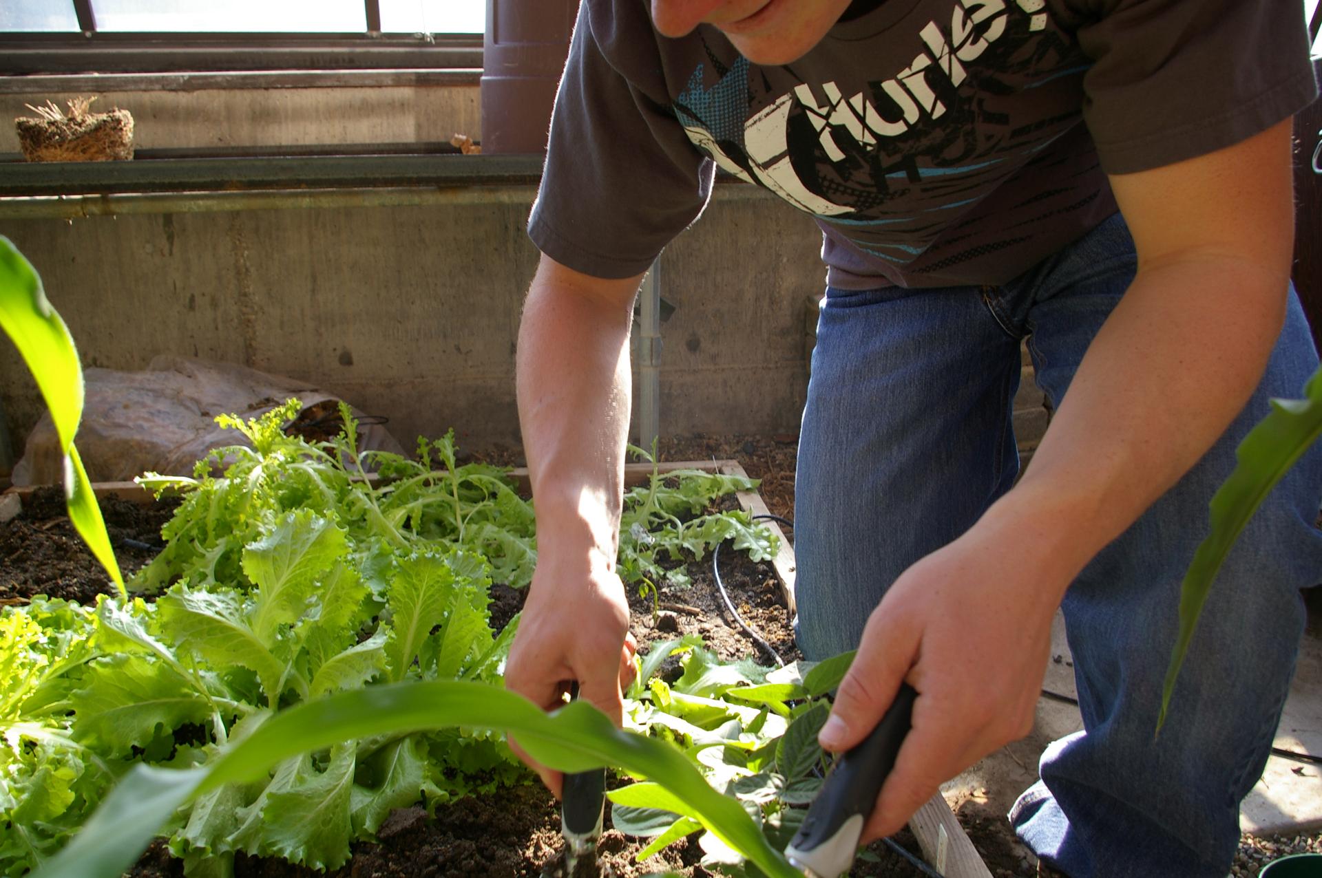From the Northwest College of Agriculture Flickr. 