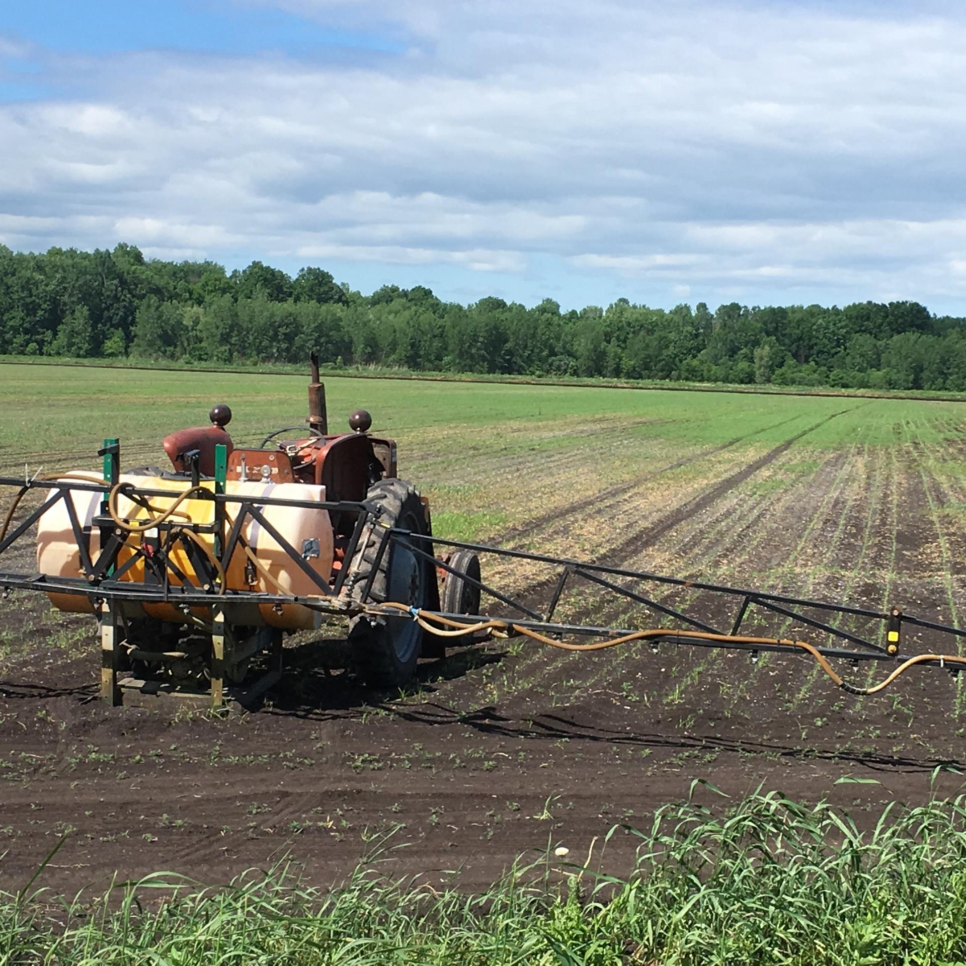 Photo of the black dirt region of upstate New York, USA, a center of cultivation for pungent cooking onions. 