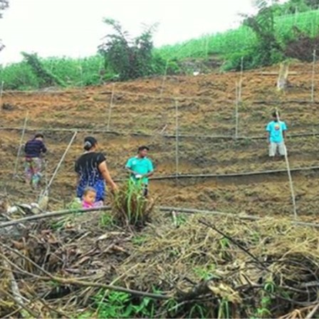 Photo of Orang Asli families working together to build food sovereignty through community-led farming on ancestral land