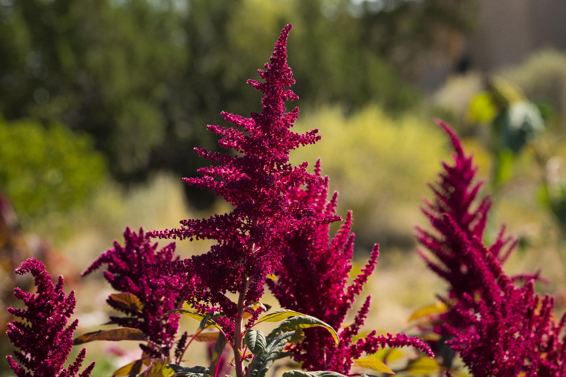 Amaranthus at the U.S. Department of Agriculture (USDA) National Institute of Food and Agriculture (NIFA) Demonstration Garden on the Institute of American Indian Arts (IAIA) campus, a 1994 Land-Grant Tribal College and University (TCU) Land-Grant member, in Santa Fe, NM, on Sept. 11, 2019. 