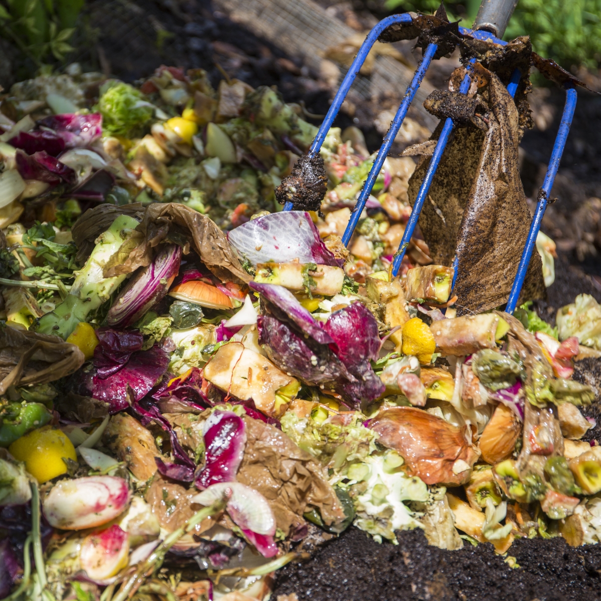 A pitchfork mixing food and garden compost in August 2017. UF/IFAS photo by Camila Guillen, © 2017 UF/IFAS Communications and used with permission.