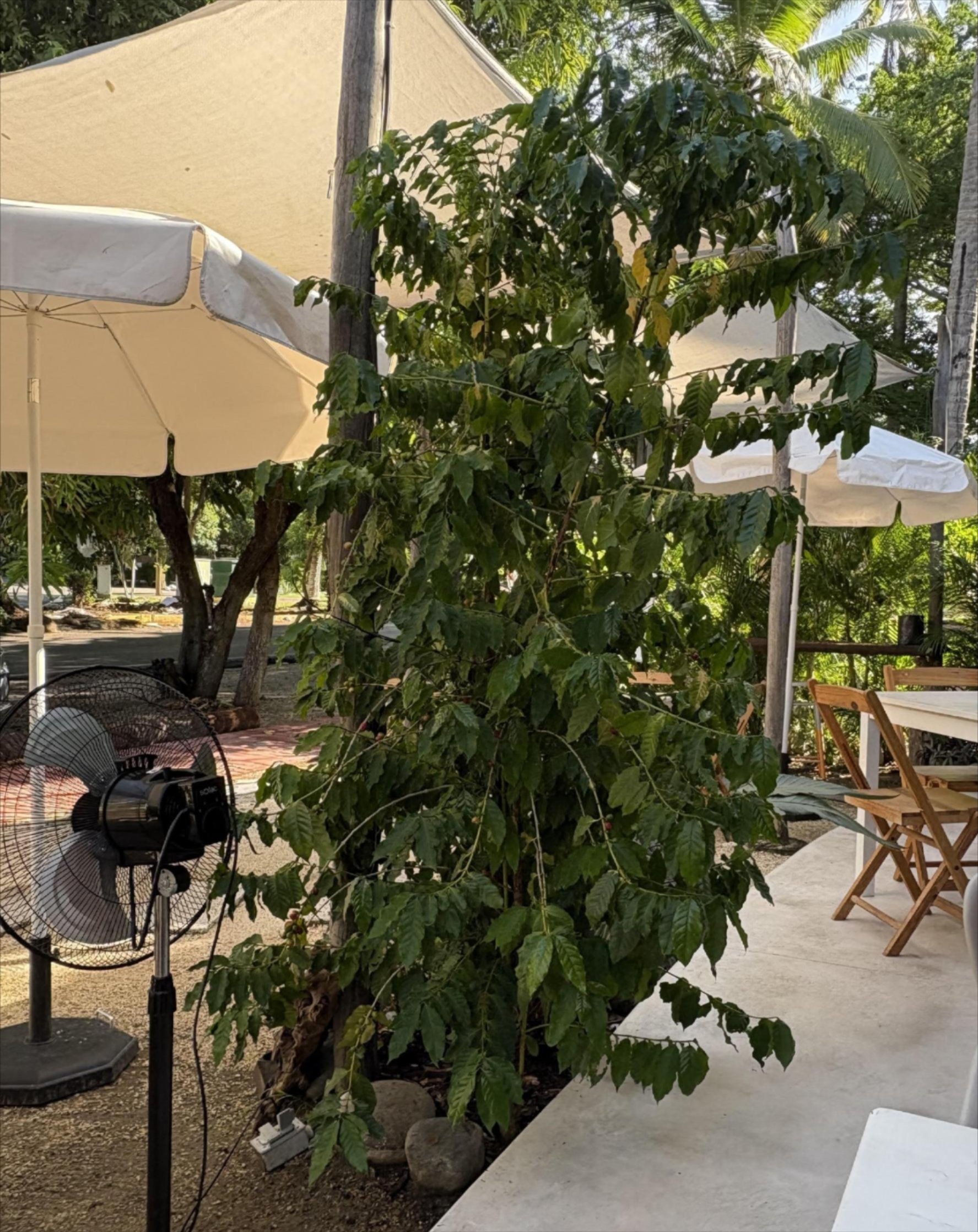 Photo: A coffee plant in Oaxaca, Mexico. Image provided by Elizabeth Dean.