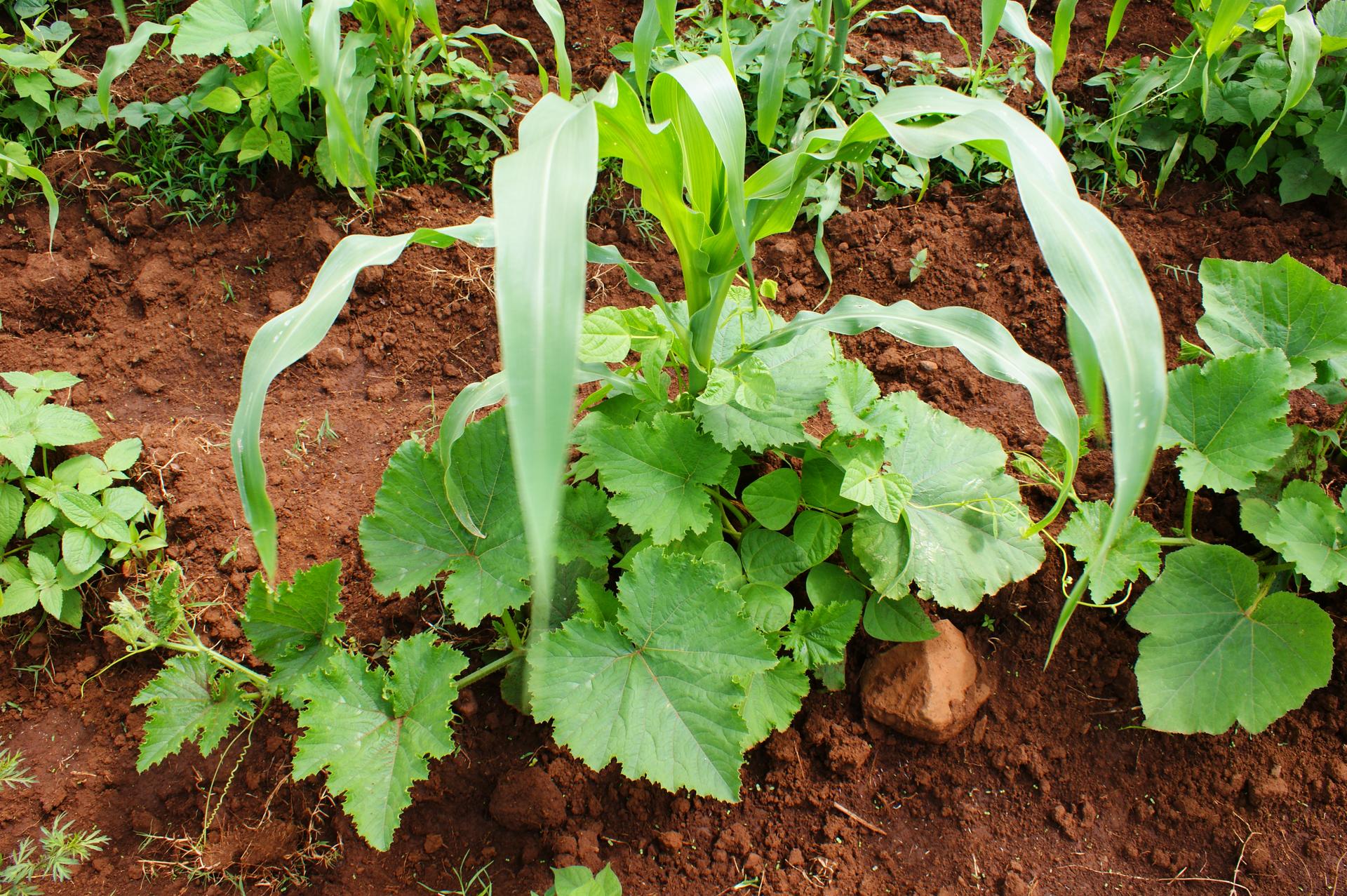 Photo from Feria de Productores on Flickr: Maíz / Milpa Tangamandapio, Michoacán