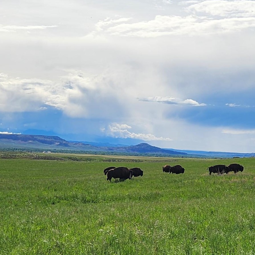 Buffalo on the Wind River Tribal Buffalo Initiative (WRTBI) on the Wind River Indian Reservation in Wyoming. Engagement with the WRTBI supported Traditional Ecological Knowledge (TEK) at a workshop through the USDA-Growing Season program. Photo credit: Jill Keith