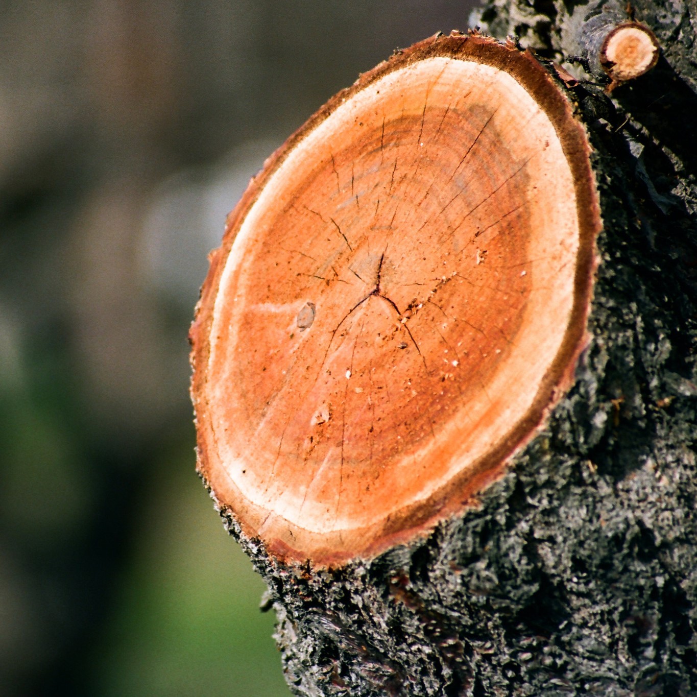  Blenheim apricot tree in Orchard Heritage Park, Sunnyvale, California, that was recently trimmed. Photo taken 2022 by Flickr user Ian Abbott. Used under license CC BY-NC-SA 2.0. 