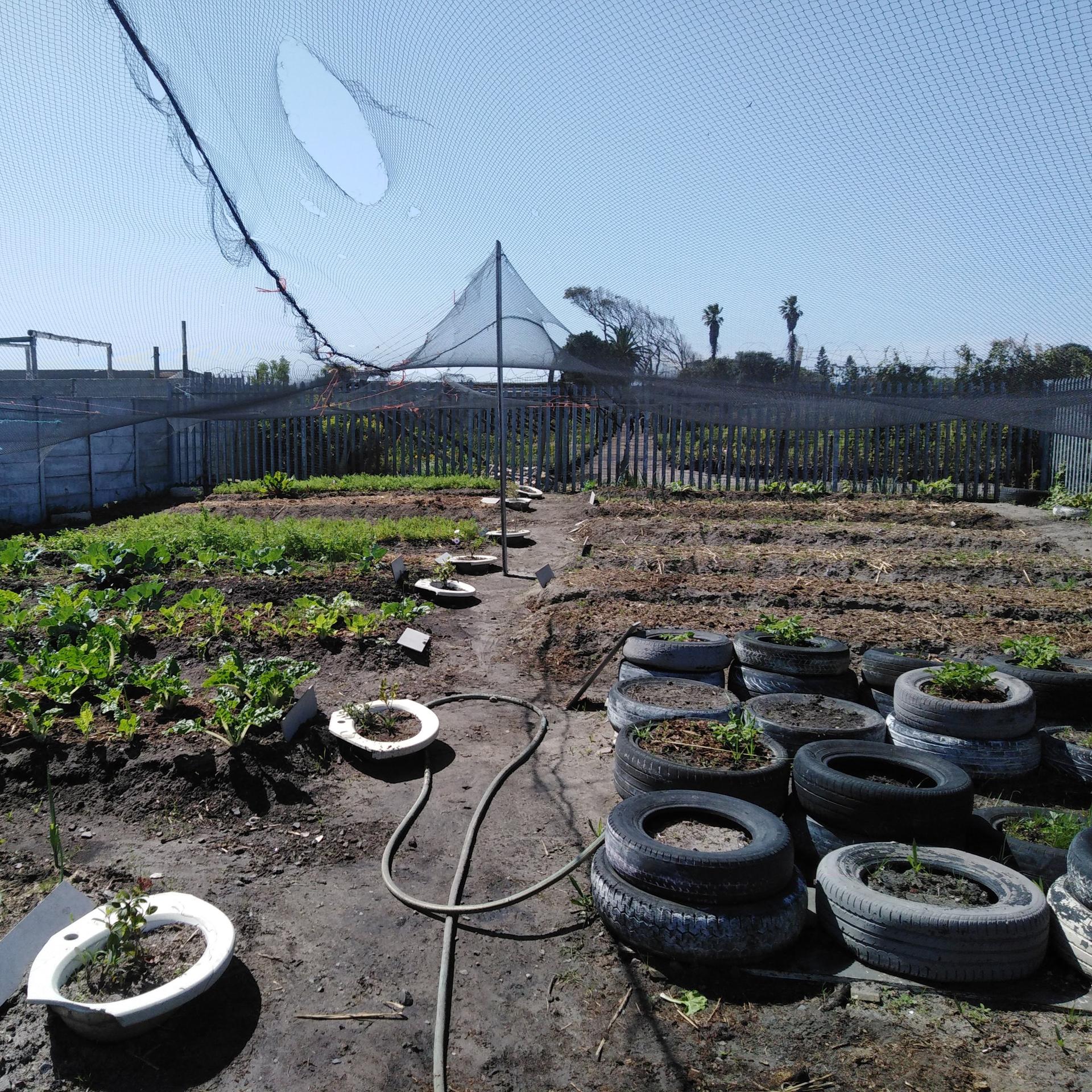 View of an urban garden in Cape Town South Africa. Image provided by author. 