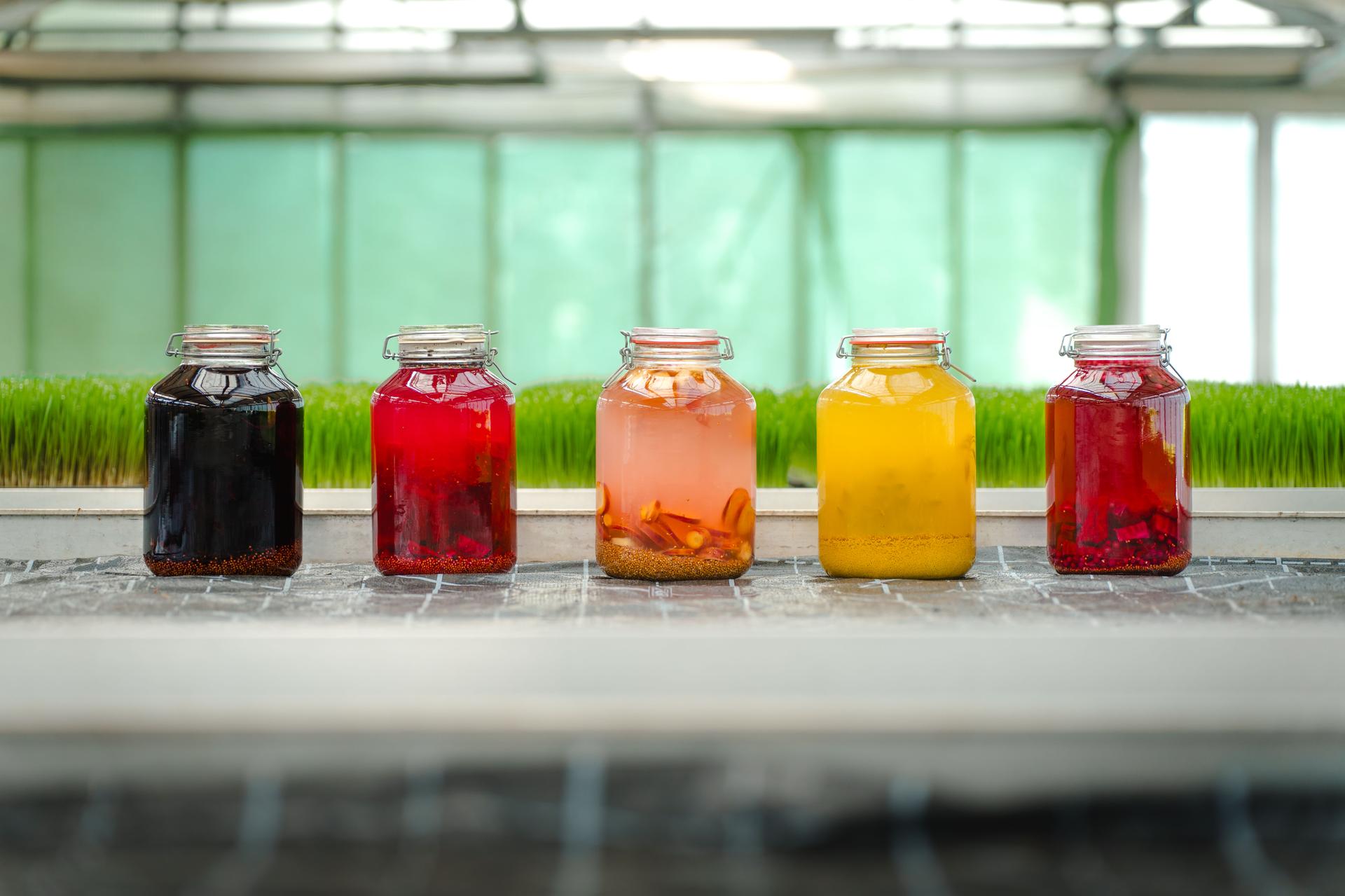 Fermentieren und Keimen