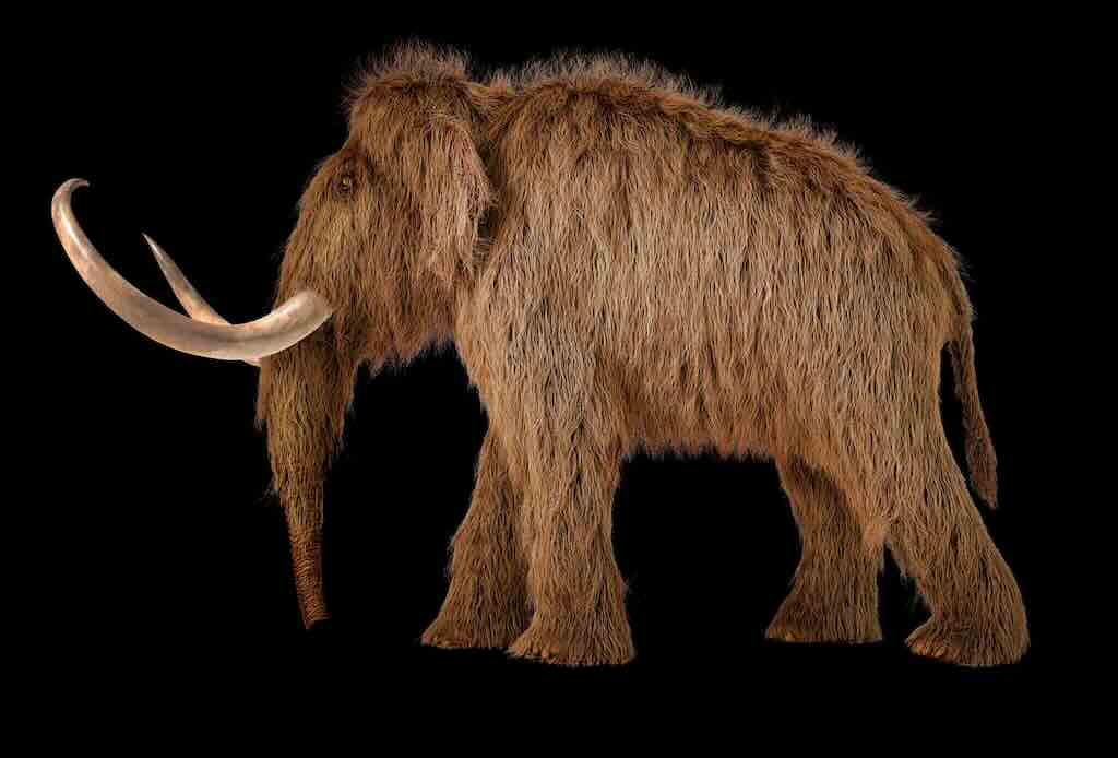 woolly mammoth