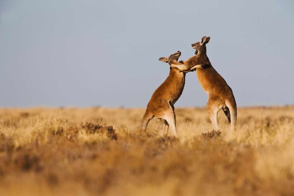 two kangaroos sparring