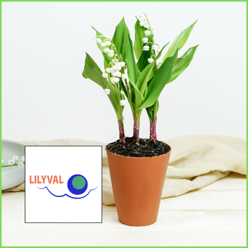 Offre LILYVAL