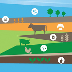 Abstract illustration of agrifood systems. Credit: Food and Agriculture Organization of the United Nations (FAO)