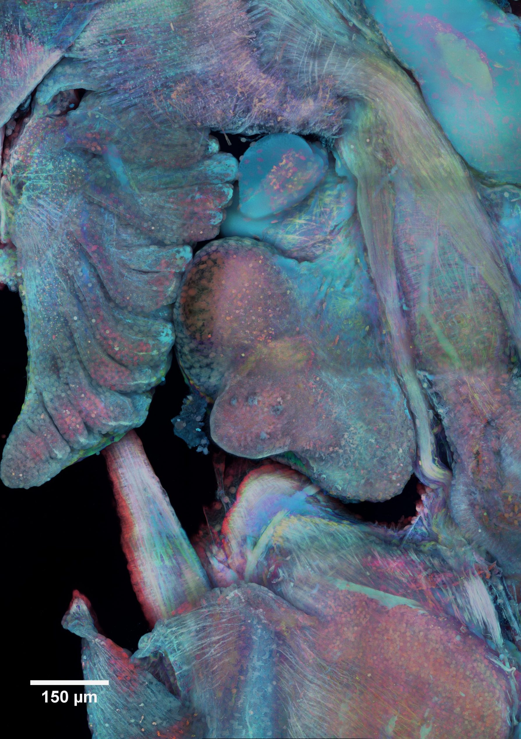 Multicolored microscopic image of a squid mantle