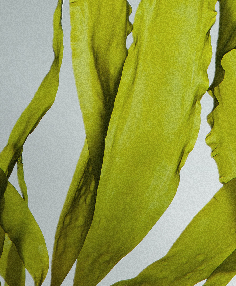 Ocean kelp extract
