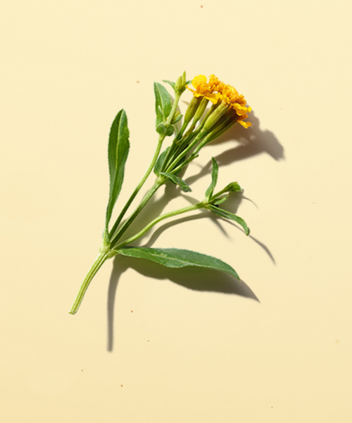 Artemisia flower extract