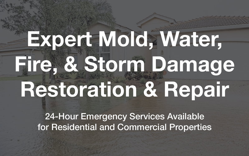 Expert Mold