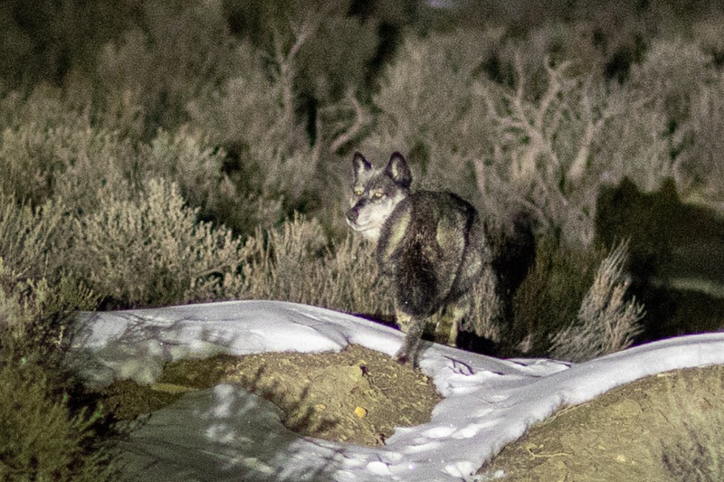 A gray wolf looks back at the camera after being released into the wild in Colorado.