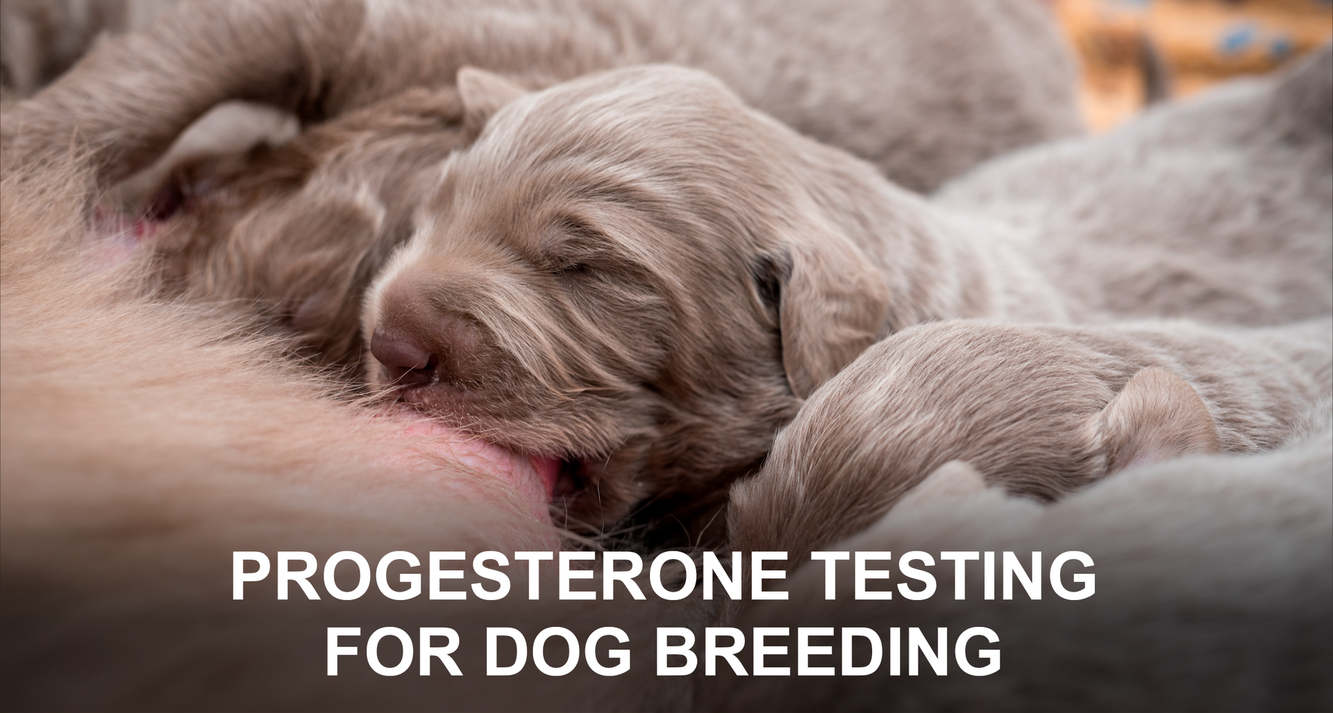 PROGESTERONE TESTING FOR DOG BREEDING