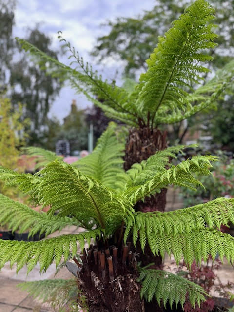 Tree Fern