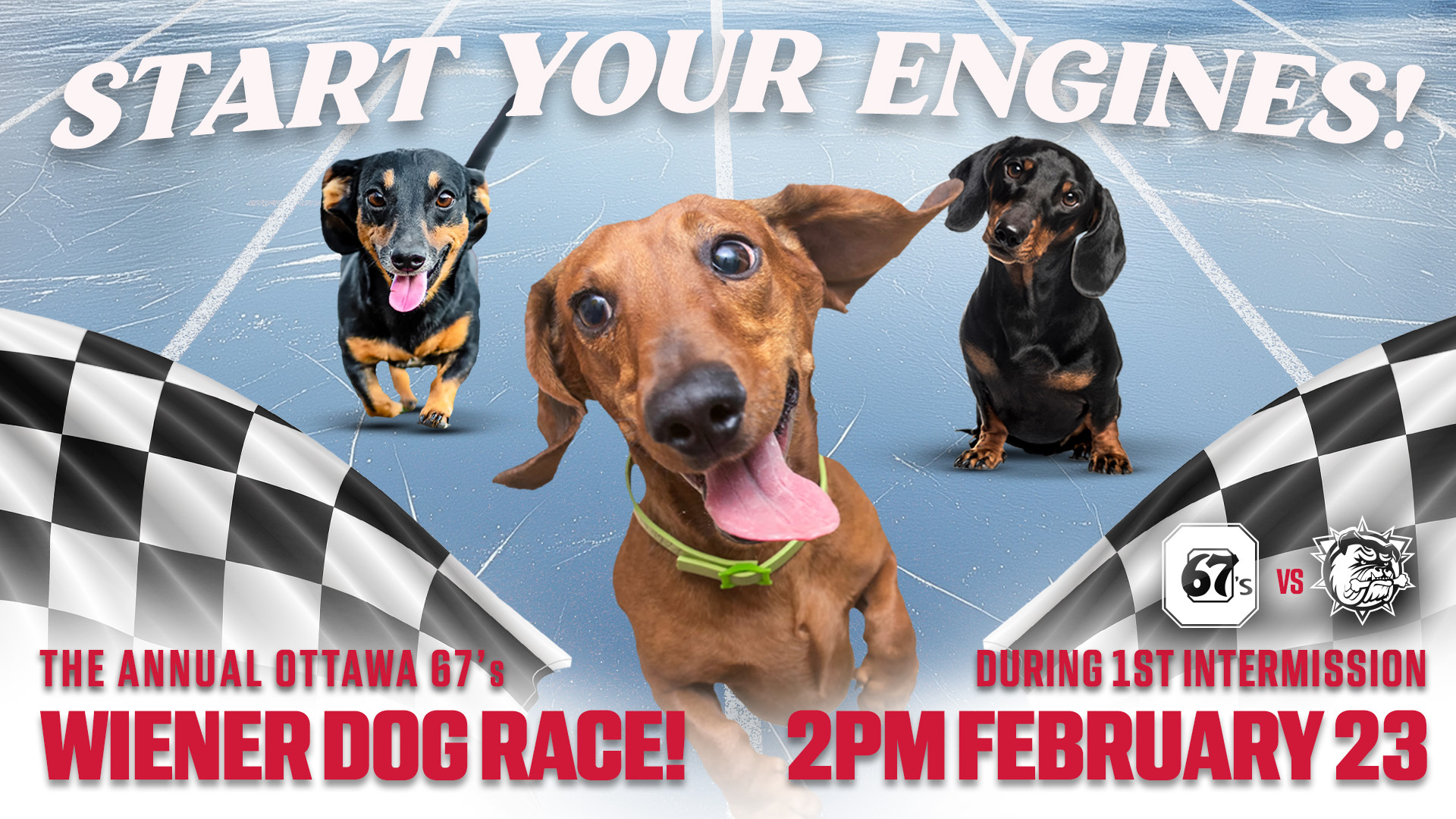 Wiener Dog Race 