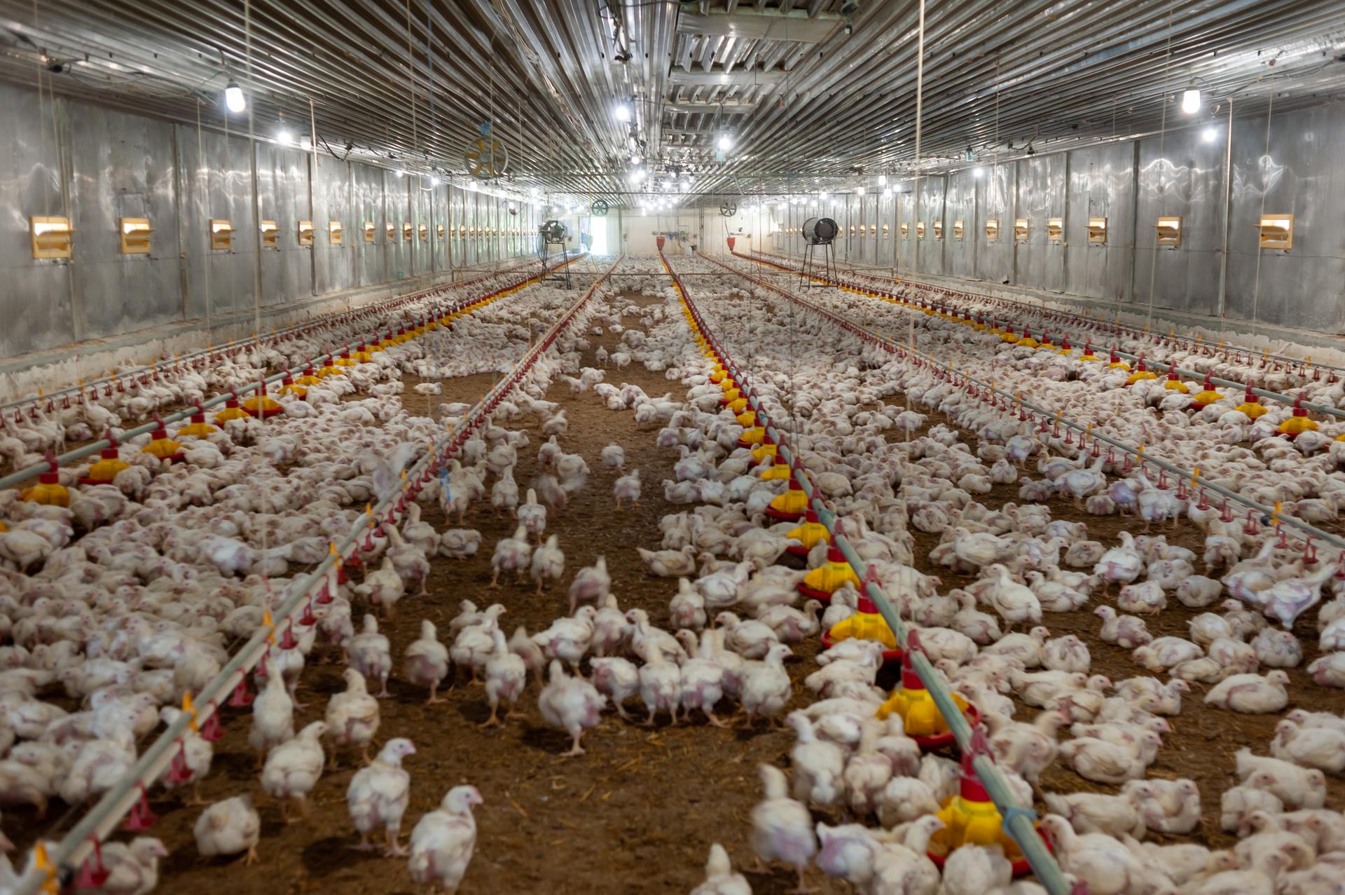 Foreword from Mr. Kinnear, CEO of Reliance Poultry Equipment