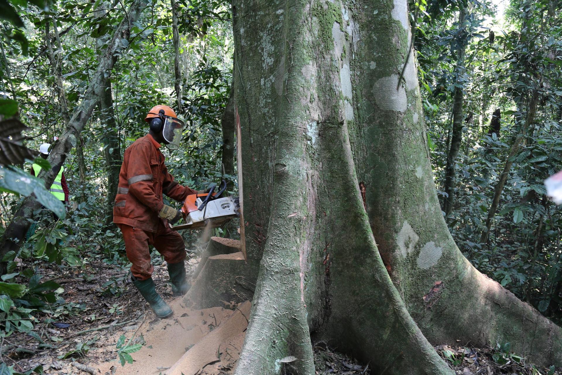 SADC Member States Participate in Recent UN Forum on Forests, Emphasizing Sustainable Management