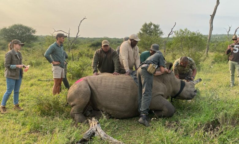 Rhino Protection Shows Real Results Poaching Plummets as Enforcement Tightens