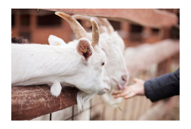 Petting Zoo