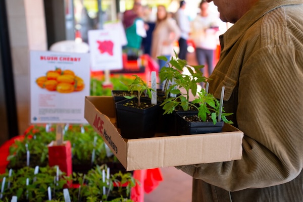 Marin Tomato Market