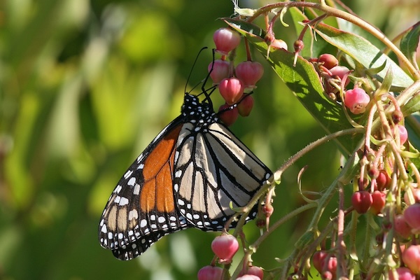 Monarch butterfly