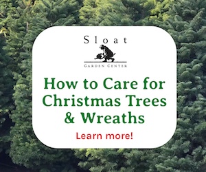 How to care for Christmas trees & wreaths