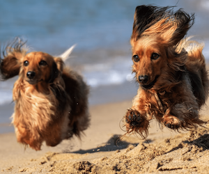 Dogs running on the beach